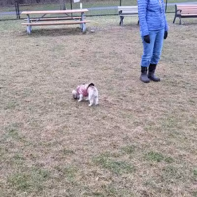 Meridian Dog Park (Small Dogs) - East Lansing, MI