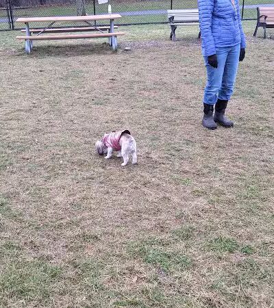 Meridian Dog Park (Small Dogs) - East Lansing, MI