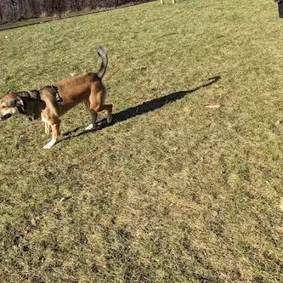 Meridian Dog Park (Small Dogs) - East Lansing, MI