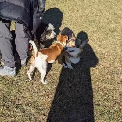 Meridian Dog Park (Small Dogs) - East Lansing, MI