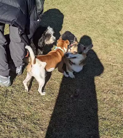 Meridian Dog Park (Small Dogs) - East Lansing, MI