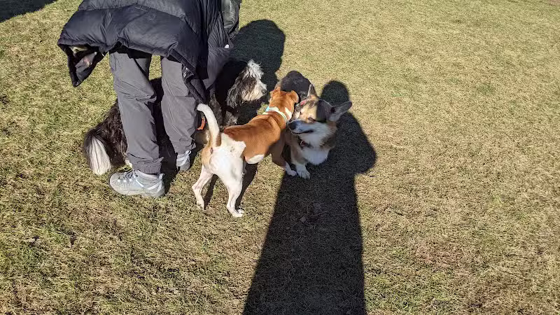 Meridian Dog Park (Small Dogs) - East Lansing, MI