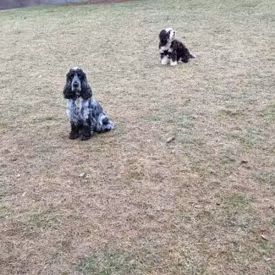 Meridian Dog Park (Small Dogs) - East Lansing, MI