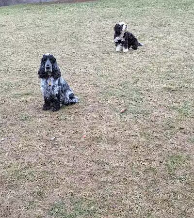 Meridian Dog Park (Small Dogs) - East Lansing, MI