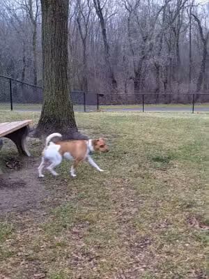 Meridian Dog Park (Small Dogs) - East Lansing, MI