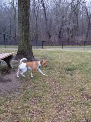 Meridian Dog Park (Small Dogs) - East Lansing, MI