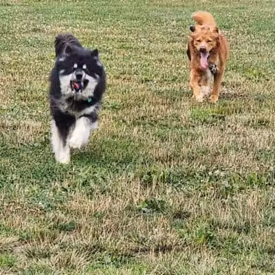 Northern Tail Dog Park - East Lansing,