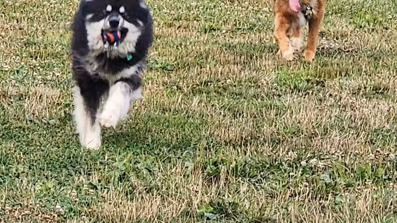 Northern Tail Dog Park - East Lansing,