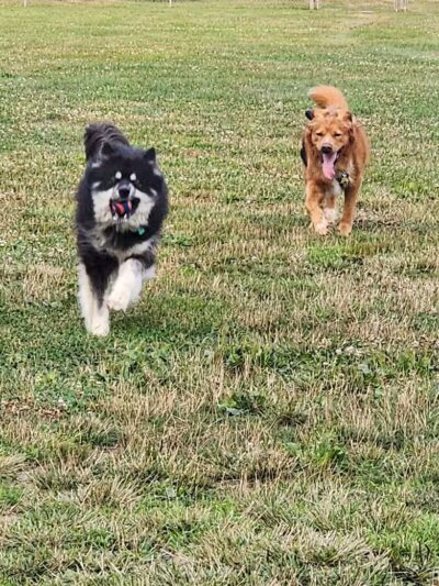 Northern Tail Dog Park - East Lansing,