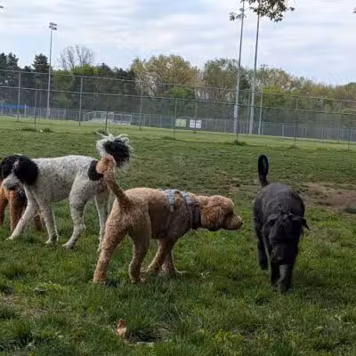 Northern Tail Dog Park - East Lansing,