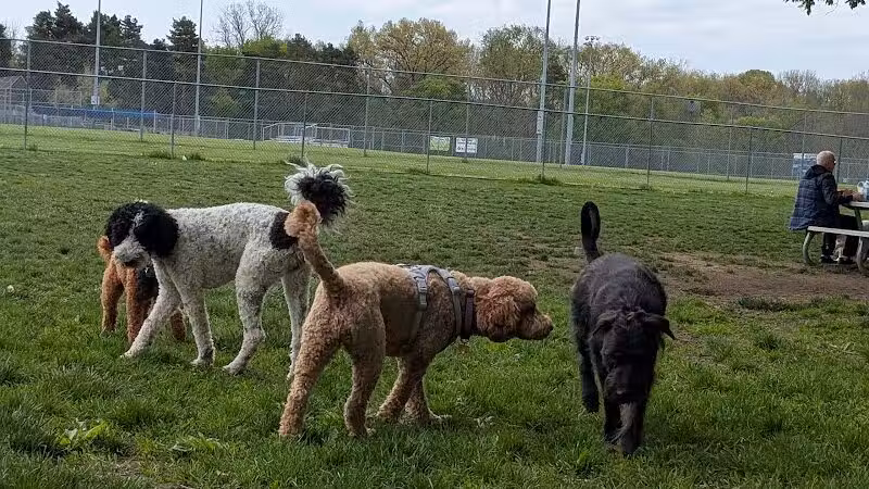 Northern Tail Dog Park - East Lansing,