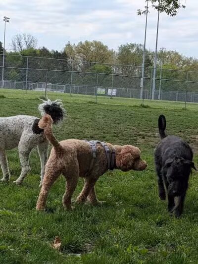 Northern Tail Dog Park - East Lansing,