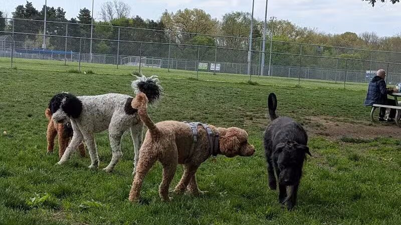 Northern Tail Dog Park - East Lansing,