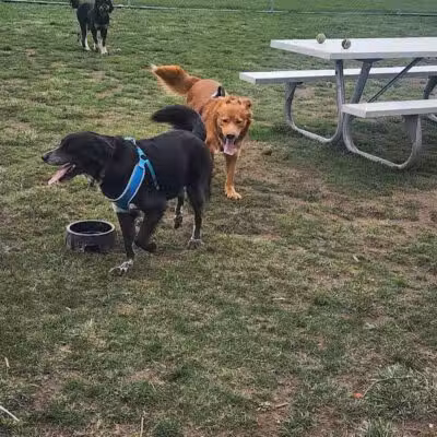 Northern Tail Dog Park - East Lansing,