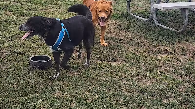Northern Tail Dog Park - East Lansing,