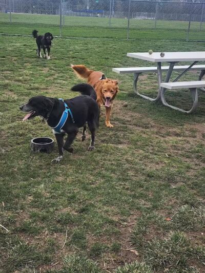 Northern Tail Dog Park - East Lansing,