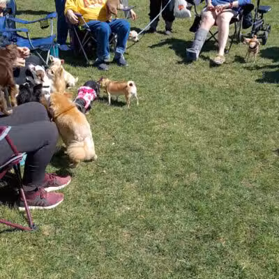 Northern Tail Dog Park - East Lansing,