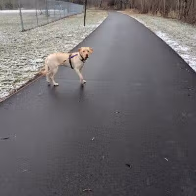 Northern Tail Dog Park - East Lansing,