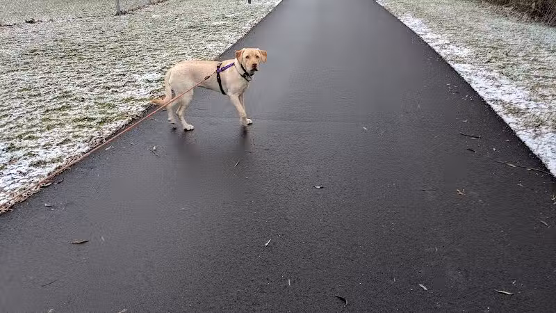 Northern Tail Dog Park - East Lansing,
