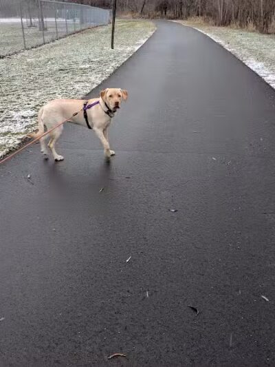 Northern Tail Dog Park - East Lansing,