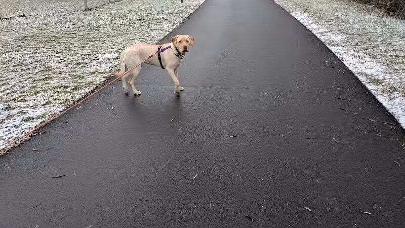 Northern Tail Dog Park - East Lansing,