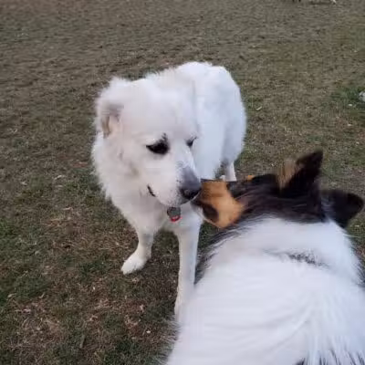 Northern Tail Dog Park - East Lansing,