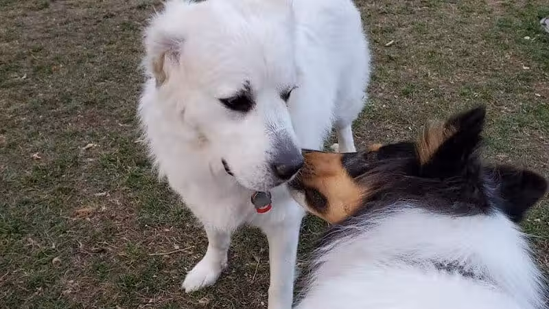 Northern Tail Dog Park - East Lansing,
