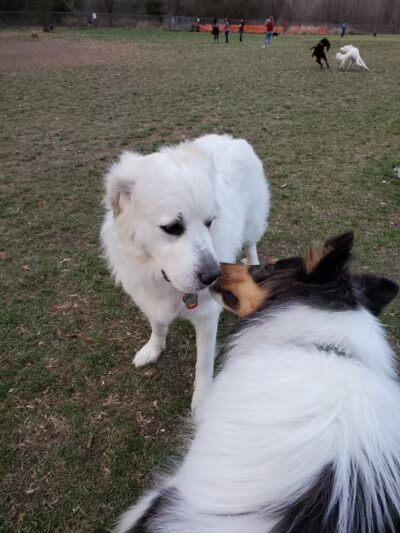 Northern Tail Dog Park - East Lansing,