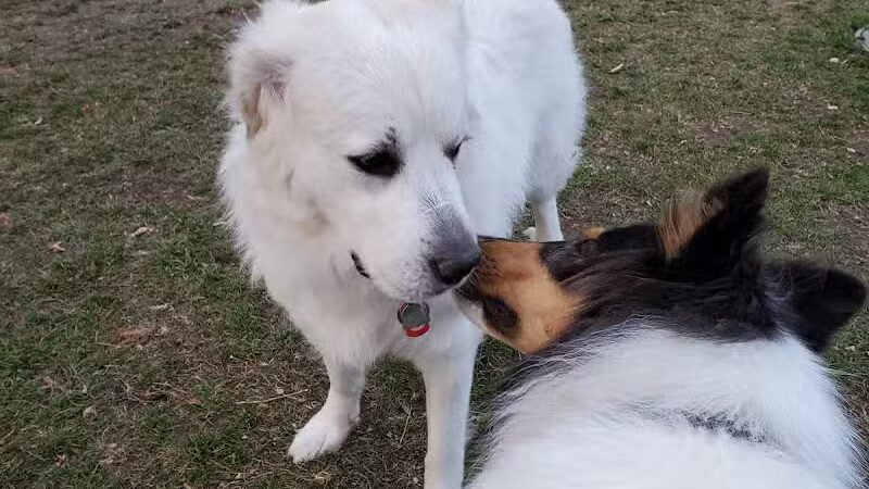 Northern Tail Dog Park - East Lansing,