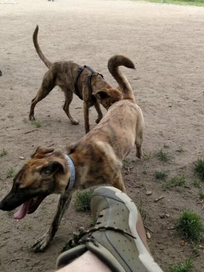 Northern Tail Dog Park - East Lansing,