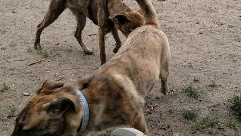 Northern Tail Dog Park - East Lansing,