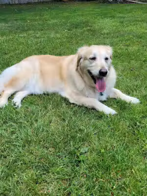 Huntington Shelter & Adoption - East Northport, NY