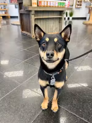 The K9 Shop - East Northport, NY
