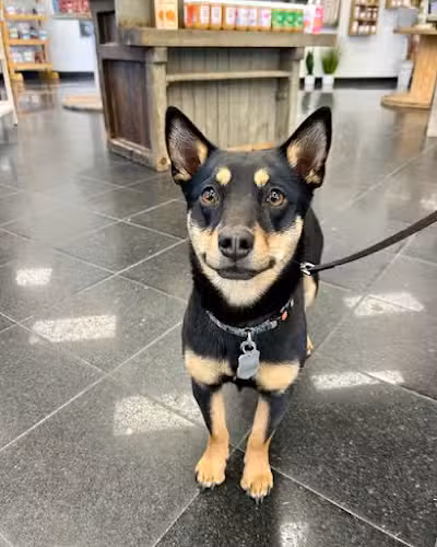 The K9 Shop - East Northport, NY