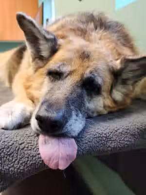 Veterinary Center of East Northport - East Northport, NY