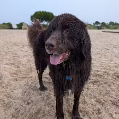 Mud Creek Dog Park - East Patchogue, NY