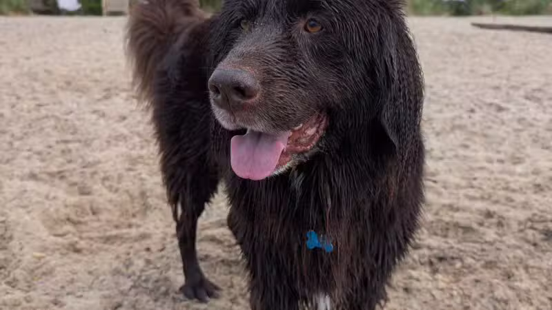 Mud Creek Dog Park - East Patchogue, NY