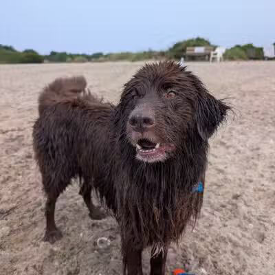 Mud Creek Dog Park - East Patchogue, NY