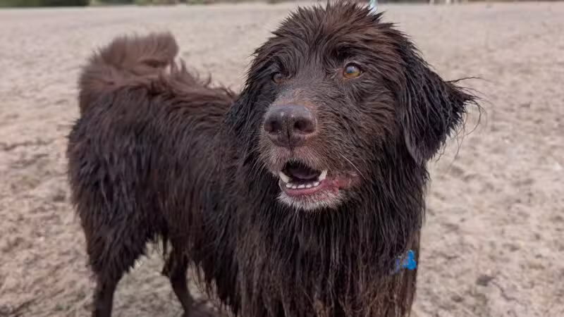 Mud Creek Dog Park - East Patchogue, NY