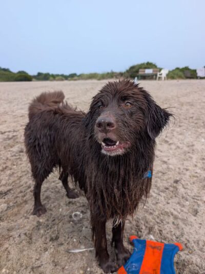 Mud Creek Dog Park - East Patchogue, NY