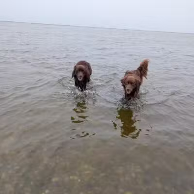 Mud Creek Dog Park - East Patchogue, NY