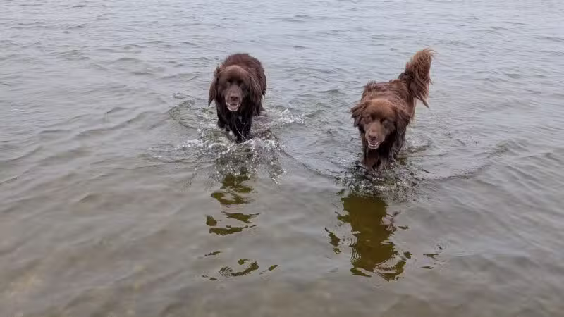Mud Creek Dog Park - East Patchogue, NY
