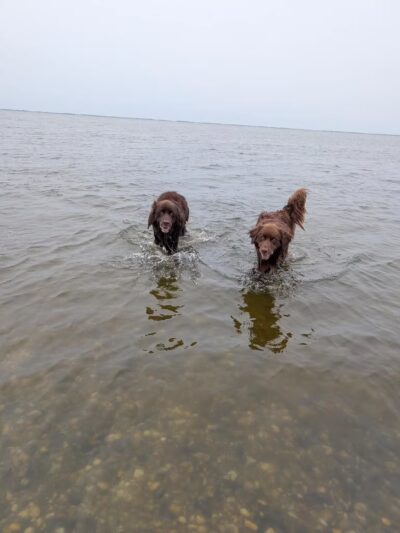 Mud Creek Dog Park - East Patchogue, NY