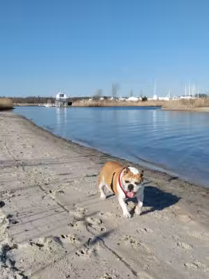 Mud Creek Dog Park - East Patchogue, NY