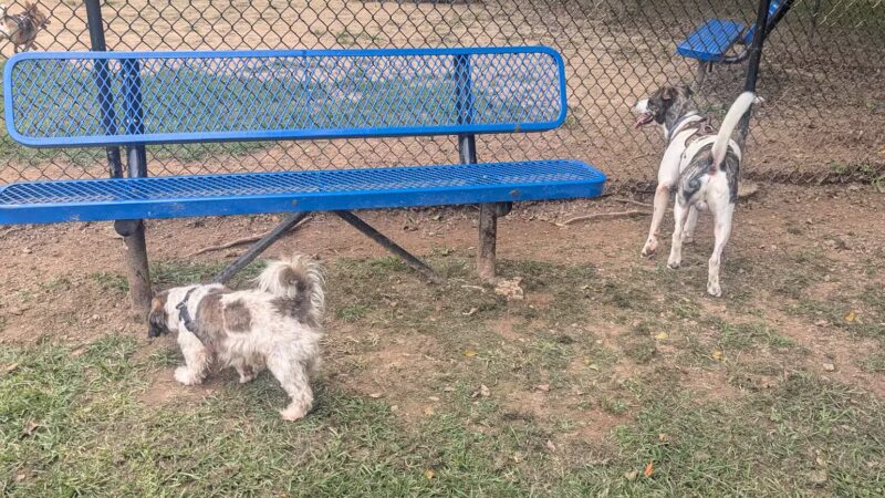 East Point Dog Park - East Point, GA