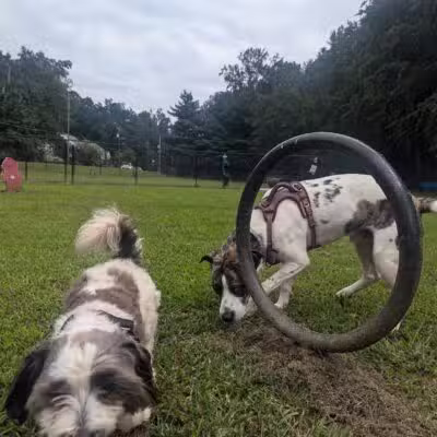 East Point Dog Park - East Point, GA