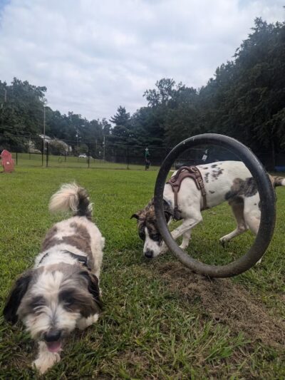 East Point Dog Park - East Point, GA