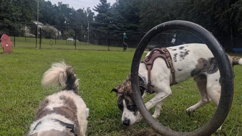 East Point Dog Park - East Point, GA