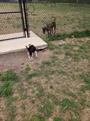 East Point Dog Park - East Point, GA