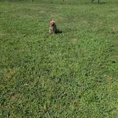 Bay Park Dog Park - East Rockaway, NY
